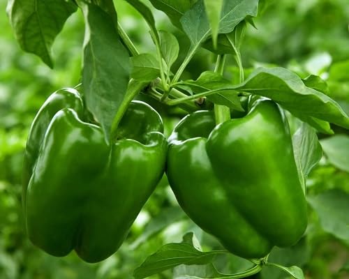 Chili-Pfeffer-Gemüsesamen 80 Stück zum Anpflanzen von maramvenk