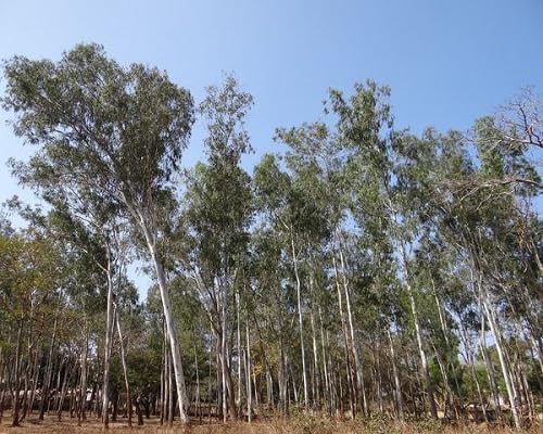 Eukalyptusbaumsamen Grün 15 Stück Zum Anbauen von maramvenk