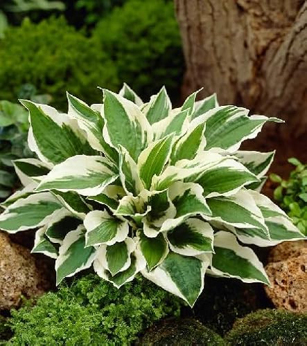 Hosta Pflanzensamen 100 Stück Grün Weiß von maramvenk