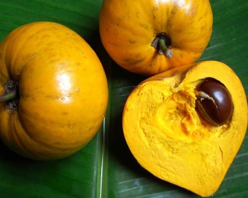 Mispelfruchtsamen Orange 10 Stück von maramvenk