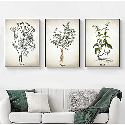 Kräuter Botanische Küche Wandkunst Bild Dekor Kräuter Leinwand Kunst Malerei Vintage Kräuter Illustrationen Poster und Drucke Kulinarisch Ungerahmt-40X50cmX3 von marca generica