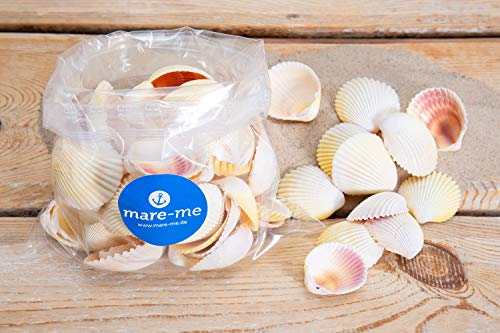 mare-me Deko Muschel 1 kg von mare-me