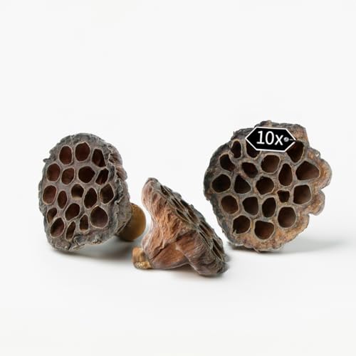 Getrocknete Lotusblüten naturfarben im 10er Set - Lotus-Köpfe Trockenblumen für Herbst Winter Deko Bastelmaterial - Echte Lotus-Blumen Schoten für Grabschmuck Floristik Gestecke Getrocknete Lotusblüten naturfarben im 10er Set - Lotus-Köpfe Trockenblumen für Herbst Winter Deko Bastelmaterial - Echte Lotus-Blumen Schoten für Grabschmuck Floristik Gestecke von matches21 HOME & HOBBY