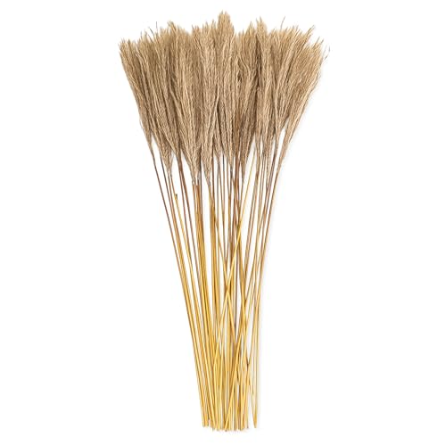Getrocknetes Schilfrohr 40er Set - 50 cm große Trockenblumen als Natur Boho Tischdeko Getrocknetes Schilfrohr 40er Set - 50 cm große Trockenblumen als Natur Boho Tischdeko von matches21 HOME & HOBBY