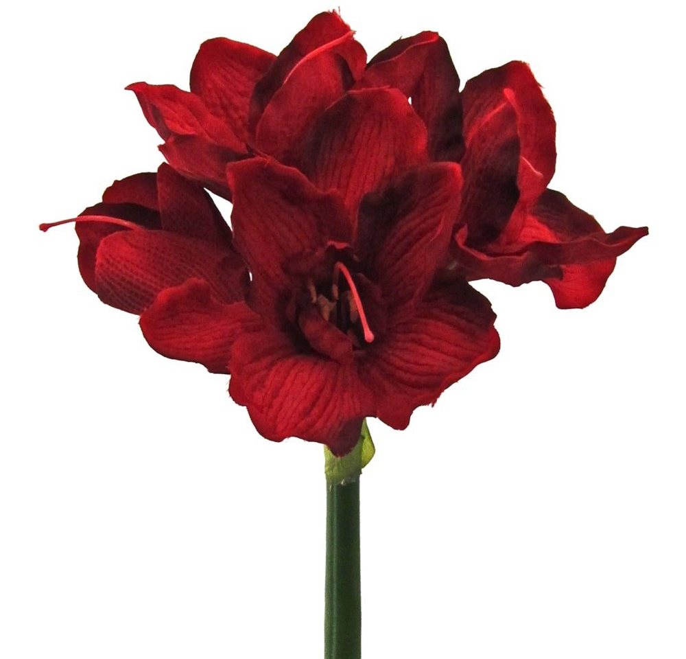 Kunstblume Amaryllis Kunstblume 3 Blüten & 1 Knospe Ø 18 cm 1 Stk dunkelrot Amaryllis, matches21 HOME & HOBBY, Höhe 66 cm von matches21 HOME & HOBBY