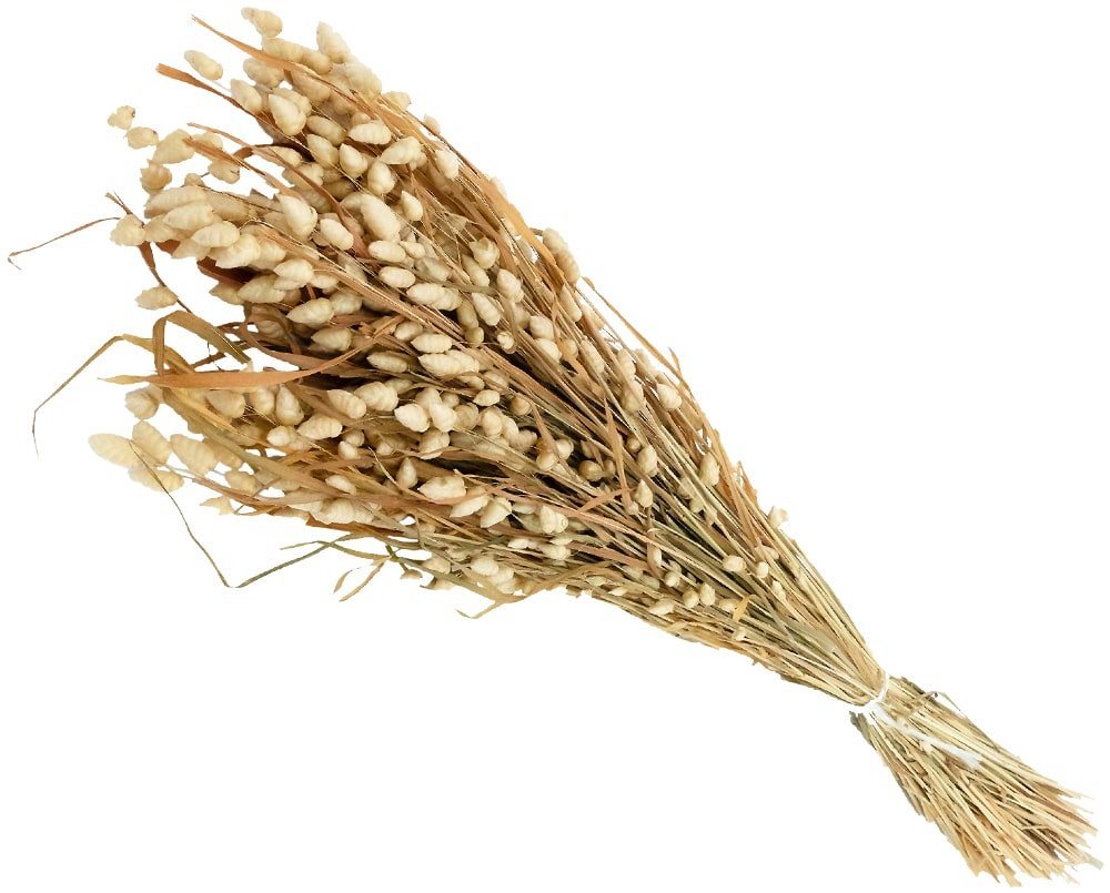 Kunstblume Briza Maxima Zittergras Trockenblume Gras Naturdeko natur Zittergras, matches21 HOME & HOBBY, Höhe 0 cm Kunstblume Briza Maxima Zittergras Trockenblume Gras Naturdeko natur Zittergras, matches21 HOME & HOBBY, Höhe 0 cm von matches21 HOME & HOBBY