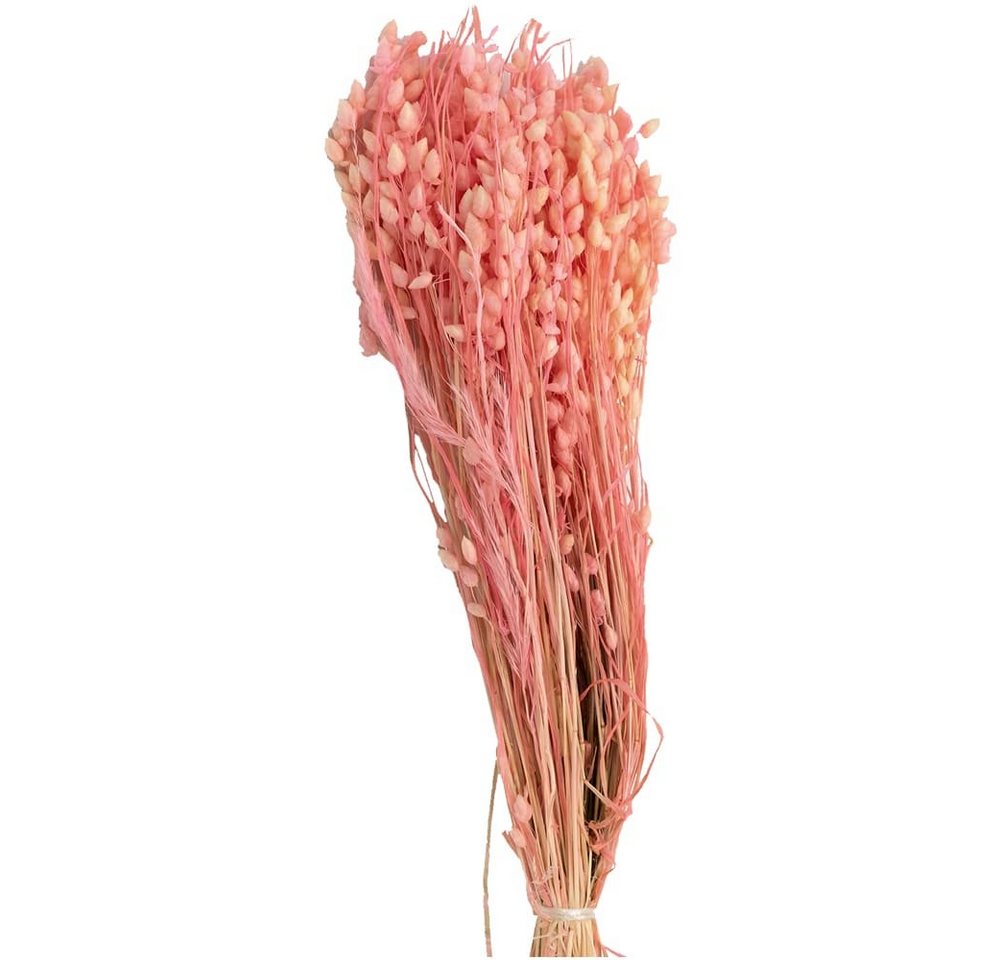 Kunstblume Briza Maxima Zittergras Trockenblume Natur gebleicht-rosa Zittergras, matches21 HOME & HOBBY, Höhe 0 cm von matches21 HOME & HOBBY