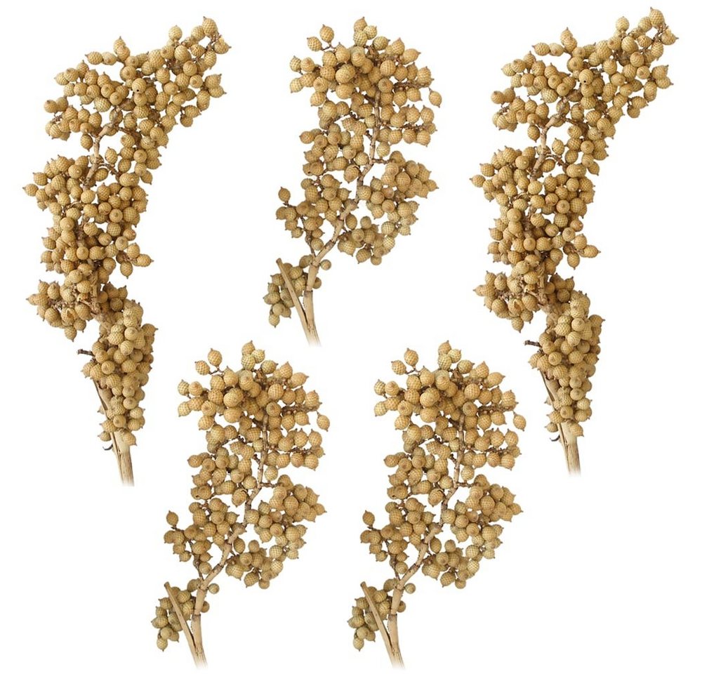 Kunstblume Canella Trockenpflanzen Naturdeko Dekozweige natur 5er Set Trockenblume, matches21 HOME & HOBBY Kunstblume Canella Trockenpflanzen Naturdeko Dekozweige natur 5er Set Trockenblume, matches21 HOME & HOBBY von matches21 HOME & HOBBY