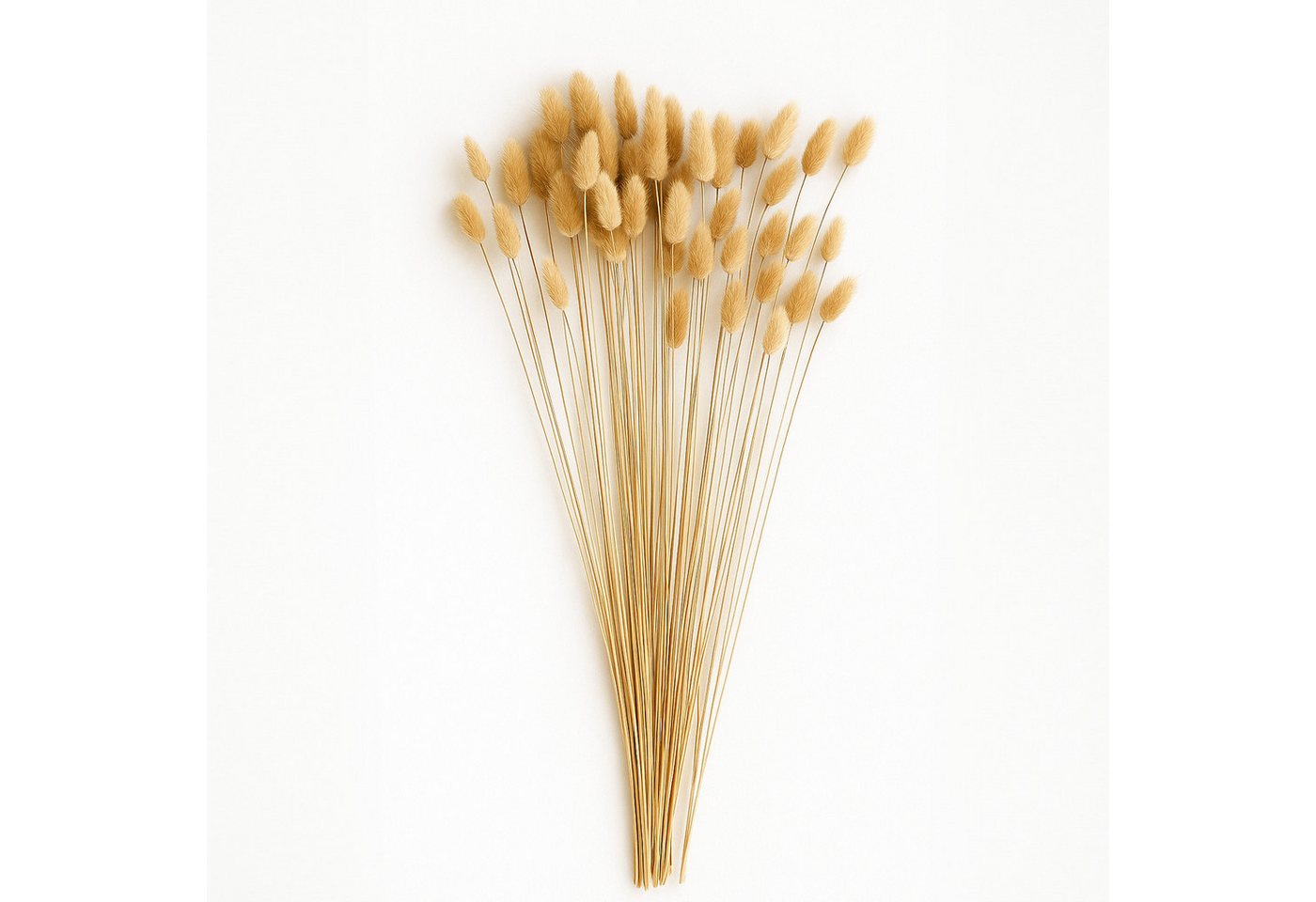 Kunstblume Getrocknete Hasenschwänze im 60er Set, Natürlicher Trockenblumenstrauß Pampasgras, matches21 HOME & HOBBY, Höhe 50 cm, 45-50 cm große Natur Trocken-Blumen Kunstblume Getrocknete Hasenschwänze im 60er Set, Natürlicher Trockenblumenstrauß Pampasgras, matches21 HOME & HOBBY, Höhe 50 cm, 45-50 cm große Natur Trocken-Blumen von matches21 HOME & HOBBY