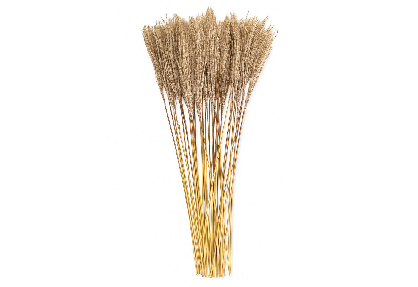 Kunstblume Getrocknetes Schilfrohr im 40er Set, Natürlicher Trockenblumenstrauß Pampasgras, matches21 HOME & HOBBY, Höhe 50 cm, 45-50 cm große Natur Trocken-Blumen Kunstblume Getrocknetes Schilfrohr im 40er Set, Natürlicher Trockenblumenstrauß Pampasgras, matches21 HOME & HOBBY, Höhe 50 cm, 45-50 cm große Natur Trocken-Blumen von matches21 HOME & HOBBY