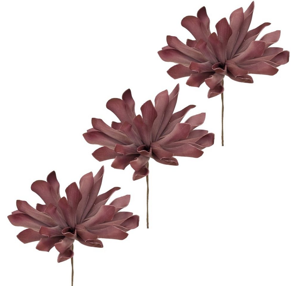 Kunstblume Kunstblumen Sukkulente lila Pflanzen Deko Ø 11x8 cm 3er Set Sukkulente, matches21 HOME & HOBBY, Höhe 8 cm Kunstblume Kunstblumen Sukkulente lila Pflanzen Deko Ø 11x8 cm 3er Set Sukkulente, matches21 HOME & HOBBY, Höhe 8 cm von matches21 HOME & HOBBY