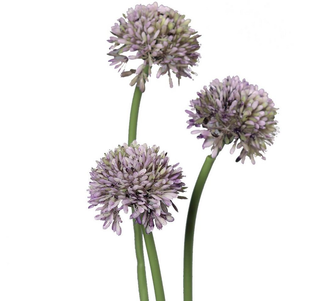 Kunstblume Lauch Blüten Allium Kunstpflanzen 3er Bund 34 cm lila Lauch Blüten, matches21 HOME & HOBBY, Höhe 34 cm, Indoor von matches21 HOME & HOBBY