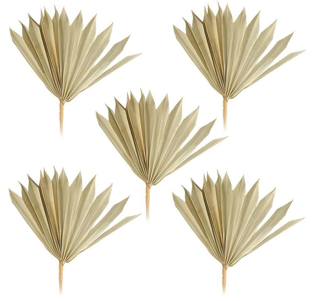 Kunstblume Palmsonnen Naturdeko Bastelmaterial natur 5er Set 11-22 cm Palm, matches21 HOME & HOBBY, Höhe 15 cm von matches21 HOME & HOBBY