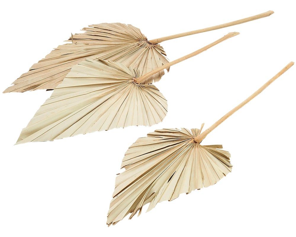 Kunstblume Palmspeere Naturdeko natur 1 Bund a 5 Stk 20x25x60 cm Palm, matches21 HOME & HOBBY, Höhe 60 cm Kunstblume Palmspeere Naturdeko natur 1 Bund a 5 Stk 20x25x60 cm Palm, matches21 HOME & HOBBY, Höhe 60 cm von matches21 HOME & HOBBY