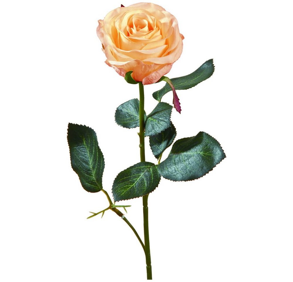 Kunstblume Rose Madame Stielrose Kunstpflanze 37 cm 1 Stk apricot Rosen, matches21 HOME & HOBBY, Höhe 37 cm, Indoor von matches21 HOME & HOBBY