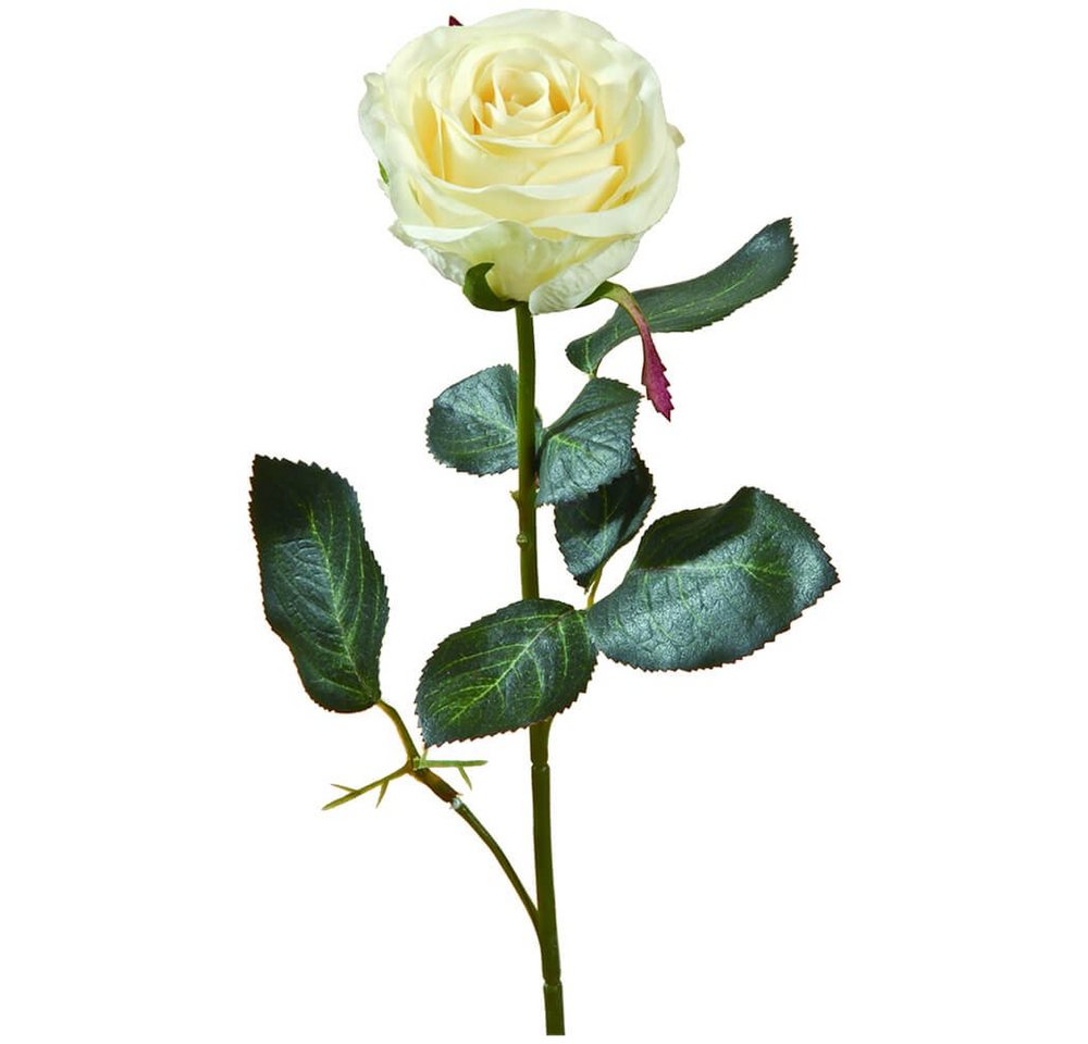 Kunstblume Rose Madame Stielrose Kunstpflanze 37 cm 1 Stk cremeweiß Rosen, matches21 HOME & HOBBY, Höhe 37 cm, Indoor von matches21 HOME & HOBBY