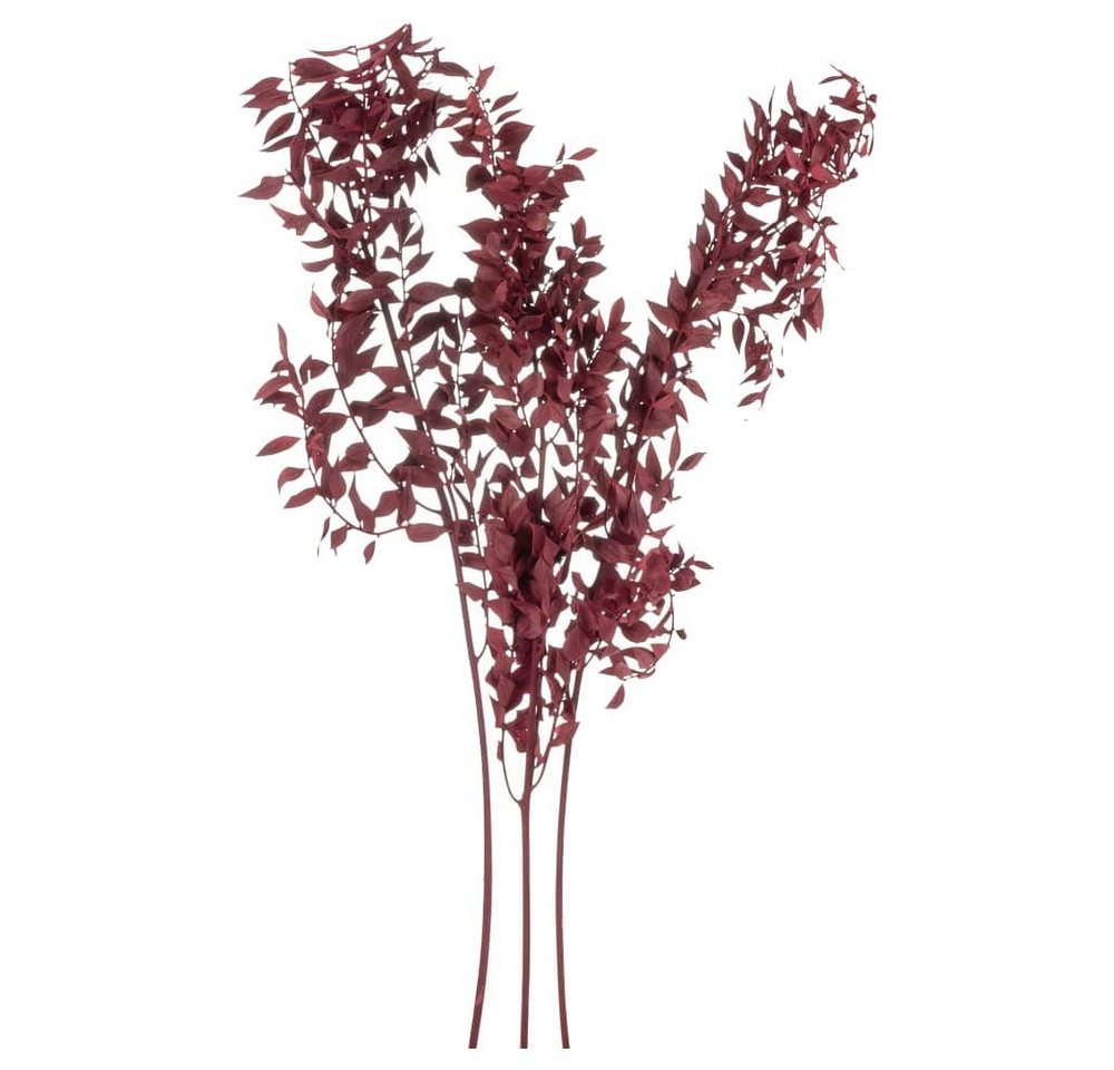 Kunstblume Getrockneter Ruscus Trockenblumen in Bordeaux 70 cm Ruscus, matches21 HOME & HOBBY, Höhe 70 cm von matches21 HOME & HOBBY