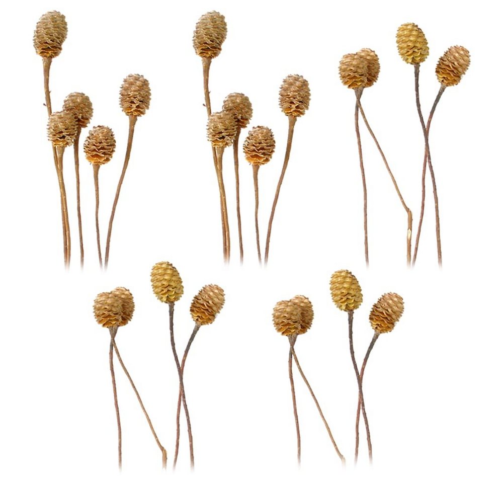 Kunstblume Sabulosumzweige 4-6 Köpfe Trockenblumen natur hell 5er Set Trockenblume, matches21 HOME & HOBBY, Höhe 0 cm von matches21 HOME & HOBBY