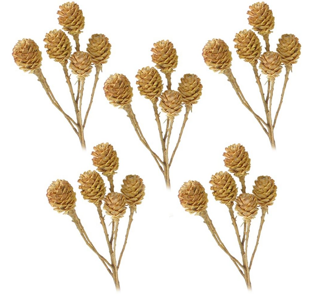 Kunstblume Salignumzweige 6 Köpfe Trockenblumen natur hell 5er Set Trockenblume, matches21 HOME & HOBBY, Höhe 0 cm von matches21 HOME & HOBBY