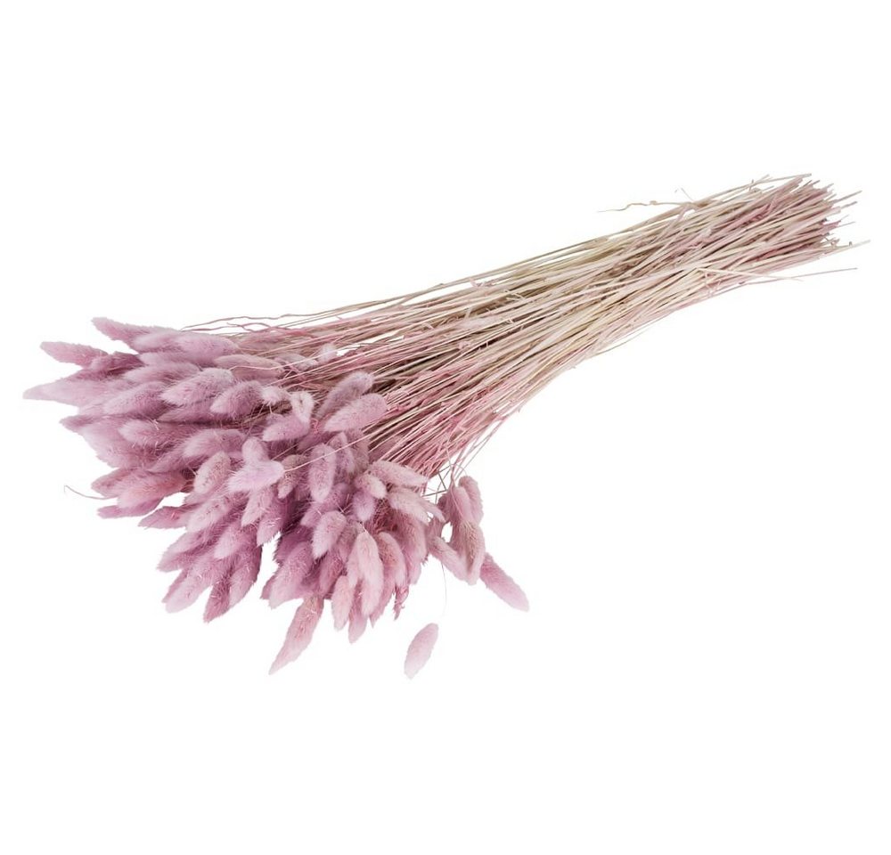 Kunstblume Trockenblumen Deko Bund Lagurus gefärbt altrosa Lagurus, matches21 HOME & HOBBY, Höhe 0 cm von matches21 HOME & HOBBY