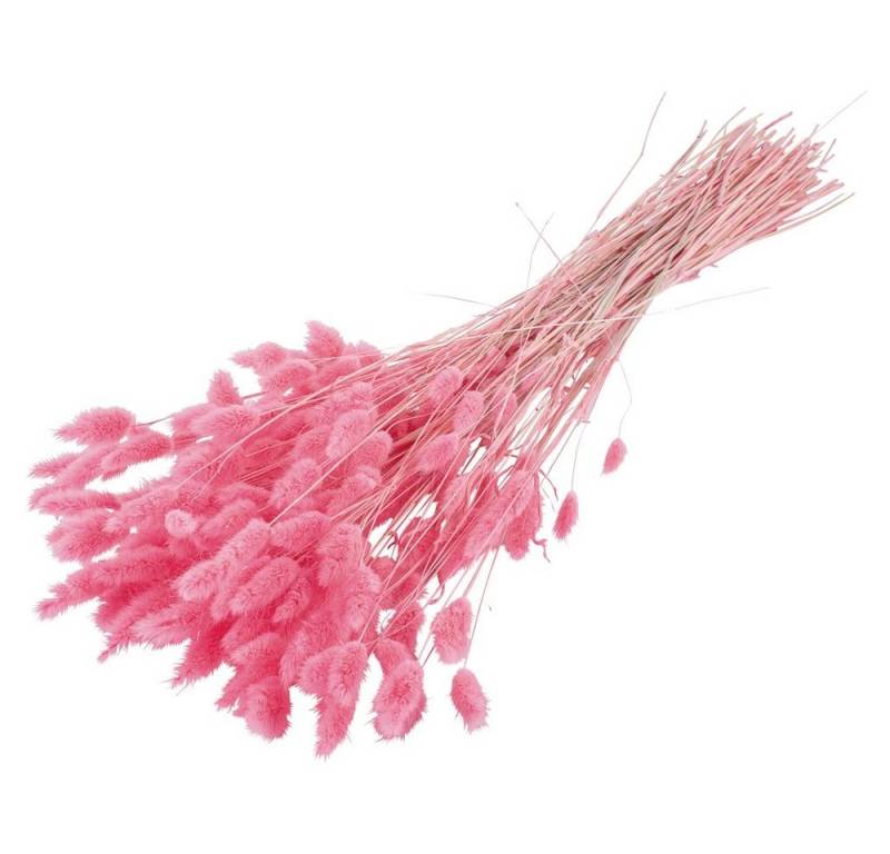 Kunstblume Trockenblumen Deko Bund Lagurus gefärbt rosa Lagurus, matches21 HOME & HOBBY, Höhe 0 cm von matches21 HOME & HOBBY