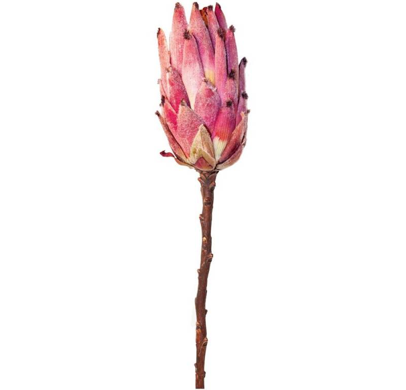 Kunstblume Zuckerbusch Protea Blüte Kunstblume Ø 7x13x51 cm pink Zuckerbüsche, matches21 HOME & HOBBY, Höhe 13 cm von matches21 HOME & HOBBY