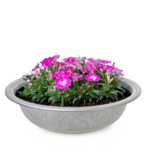 Runde Zinkwanne als Blumen-Schale Metall-Schüssel für draussen - Große 35 cm Metall-Wanne als Garten-Deko Pflanzgefäß - Zinkschale als Solarbrunnen Metall-Schale oder outdoor Pflanzschale von matches21 HOME & HOBBY