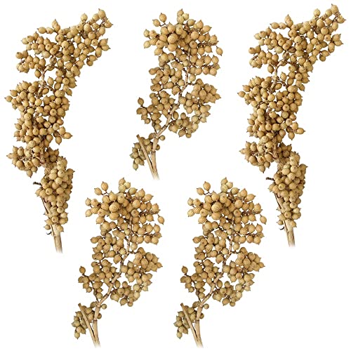 matches21 Canella Trockenpflanzen Naturdeko getrocknet Dekozweige Trockenblumen Herbst Bastelmaterial Natur 5er Set von matches21 HOME & HOBBY