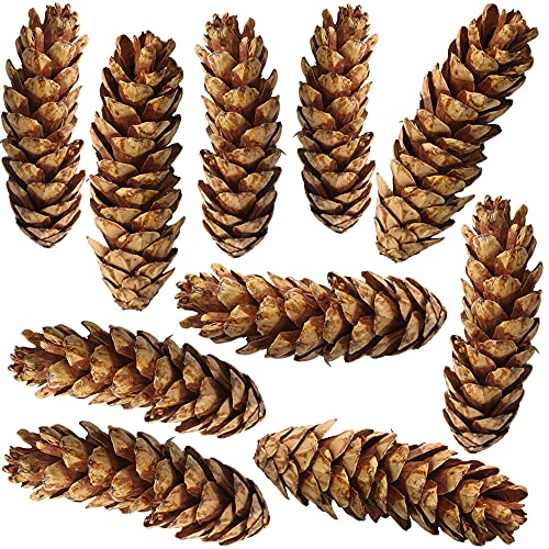 10er Set natürliche Kiefernzapfen als Streudeko - Tannenzapfen 15-25 cm braun lackiert - Herbstdeko, Bastelmaterial für DIY-Projekte, Adventskranz, Weihnachtsdeko, Naturdeko und Tischdekoration von matches21 HOME & HOBBY