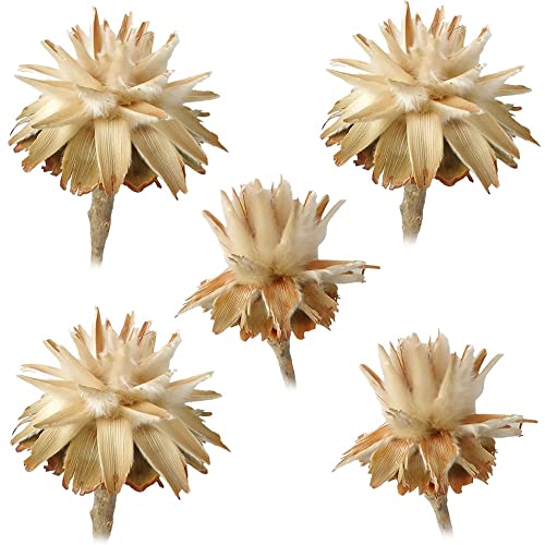 matches21 Flaumfedern Filigranfarne Plumosum 1 Kopf Trockenblumen Naturdeko getrocknet Blumen Herbst hell Natur 5er Set von matches21 HOME & HOBBY