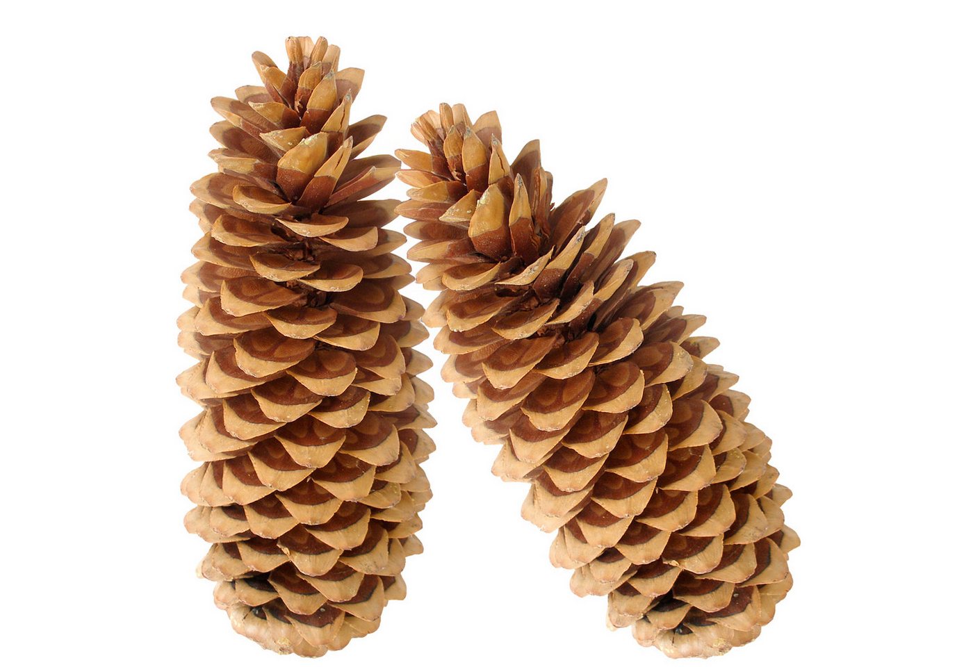 matches21 HOME & HOBBY Bastelnaturmaterial XXL Deko-Zapfen 20–38 cm großer Natur-Kiefernzapfen als Bastelbedarf, (2-tlg), Natur Tannenzapfen 2er Set zum Basteln von matches21 HOME & HOBBY