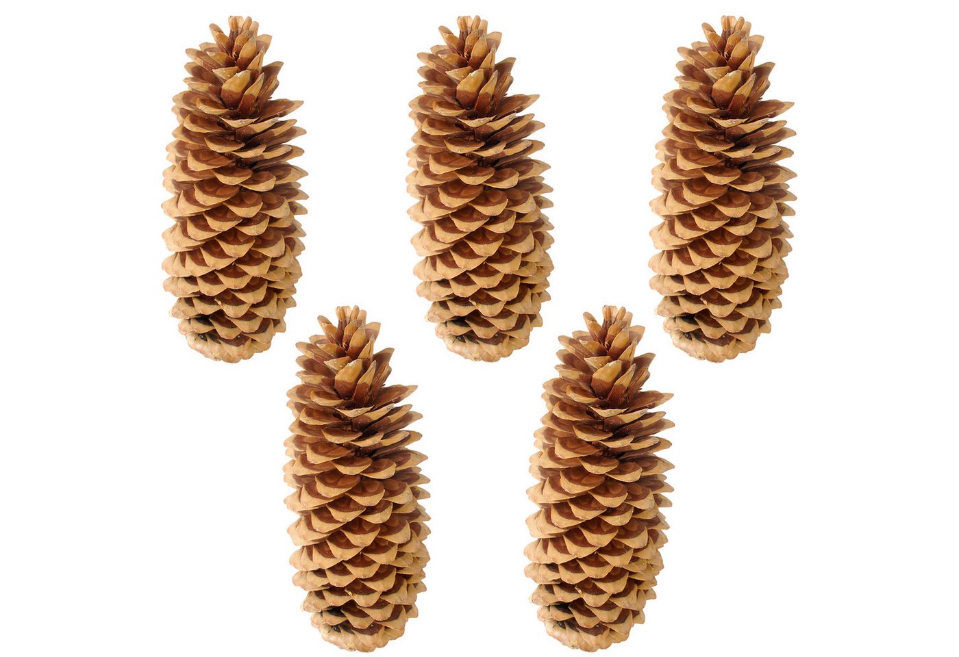 matches21 HOME & HOBBY Bastelnaturmaterial XXL Deko-Zapfen 20–38 cm großer Natur-Kiefernzapfen als Bastelbedarf, (5-tlg), Natur Tannenzapfen 5er Set zum Basteln von matches21 HOME & HOBBY