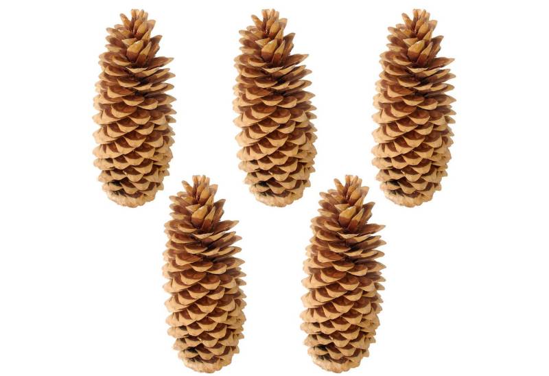 matches21 HOME & HOBBY Bastelnaturmaterial XXL Deko-Zapfen 20–38 cm großer Natur-Kiefernzapfen als Bastelbedarf, (5-tlg), Natur Tannenzapfen 5er Set zum Basteln von matches21 HOME & HOBBY