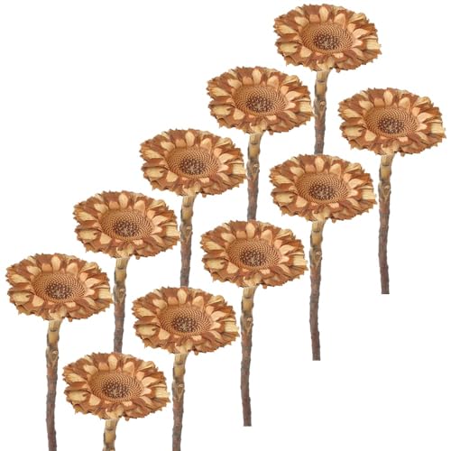 matches21 Hübsche Trockenblumen Protea zum Basteln - Dekosträuße für Kränze und Hochzeiten natürliche Farbe - 10er Set Herbstdeko Protea Compacta 6,5 cm von matches21 HOME & HOBBY