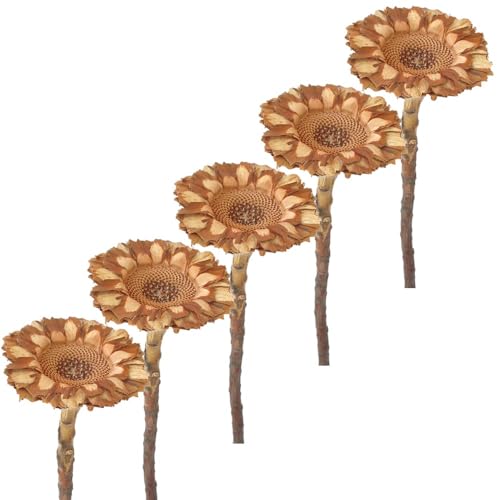 matches21 Hübsche Trockenblumen Protea zum Basteln - Dekosträuße für Kränze und Hochzeiten natürliche Farbe - 5er Set Herbstdeko Protea Compacta 6,5 cm von matches21 HOME & HOBBY