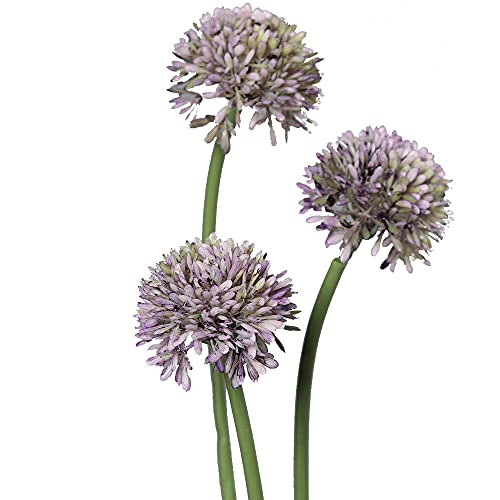 matches21 Lauchblüten Allium Kunstblumen für Blumengestecke künstliche Blumen Kunststoff 3er Bund Ø 5x34 cm - lila von matches21 HOME & HOBBY