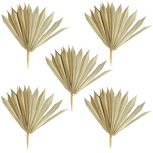 matches21 Palmsonnen Deko Naturdeko Bastelmaterial Gestecke Herbst Winter getrocknet Natur 5er Set 11-22 cm von matches21 HOME & HOBBY