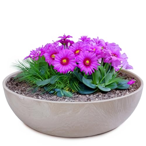 matches21 Pflanzschale für draußen - Dekoschale Sand grau marmoriert als Blumentopf Pflanztopf - Schale in 25 x 9 cm für Garten, Balkon oder Friedhof als Grab-Schmuck von matches21 HOME & HOBBY