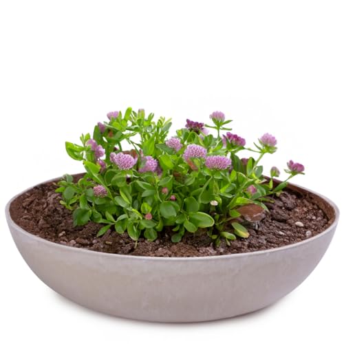 matches21 Pflanzschale für draußen - große Dekoschale Sand grau marmoriert als Blumentopf Pflanztopf - Schale in 30 x 9 cm für Garten, Balkon oder Friedhof als Grab-Schmuck von matches21 HOME & HOBBY