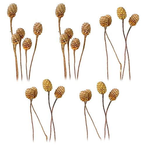 matches21 Sabulosumzweige 4-6 Köpfe Trockenblumen Naturdeko Blumen Herbst getrocknet Bastelmaterial Natur hell 5er Set von matches21 HOME & HOBBY