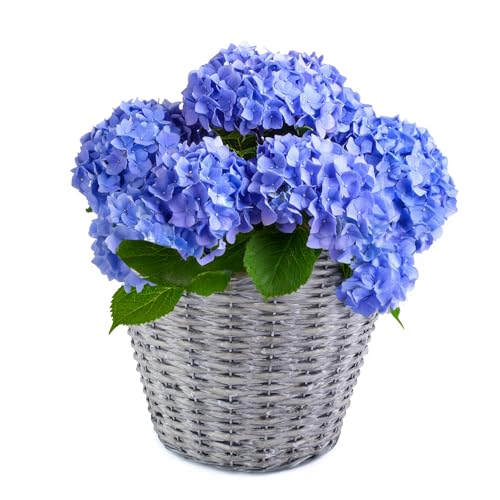 matches21 HOME & HOBBY Geflochtener Pflanzkorb Ø 14 cm aus Weide mit Folie - dekorativer Blumentopf & Übertopf für innen & außen von matches21 HOME & HOBBY