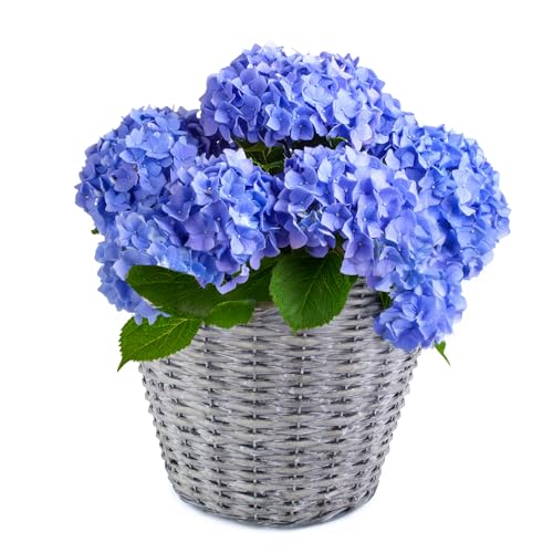 matches21 HOME & HOBBY Geflochtener Pflanzkorb Ø 17 cm aus Weide mit Folie - dekorativer Blumentopf & Übertopf für innen & außen matches21 HOME & HOBBY Geflochtener Pflanzkorb Ø 17 cm aus Weide mit Folie - dekorativer Blumentopf & Übertopf für innen & außen von matches21 HOME & HOBBY