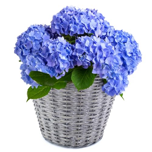 matches21 HOME & HOBBY Geflochtener Pflanzkorb Ø 25 cm aus Weide mit Folie - dekorativer Blumentopf & Übertopf für innen & außen von matches21 HOME & HOBBY