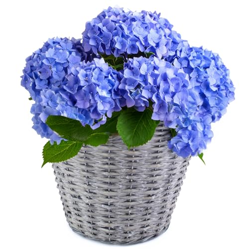 matches21 HOME & HOBBY Geflochtener Pflanzkorb Ø 30 cm aus Weide mit Folie - dekorativer Blumentopf & Übertopf für innen & außen von matches21 HOME & HOBBY