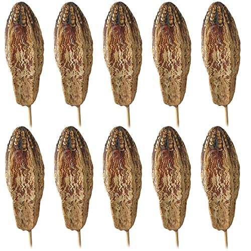 matches21 Zerdrachgewächse Mehogni am Stiel Naturdeko Dekozweige Herbst Trockenpflanzen getrocknet Natur 10 er Set von matches21 HOME & HOBBY