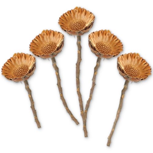 matches21 Zuckerbüsche Protea Compacta Rosette Trockenblumen Naturdeko getrocknet Herbst Natur 5er Set ca. 4-6,5 cm von matches21 HOME & HOBBY