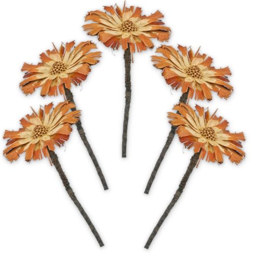 matches21 Zuckerbüsche Protea Compacta Rosette Trockenblumen Naturdeko getrocknet Natur hell 5er Set ca. 8-9 cm von matches21 HOME & HOBBY