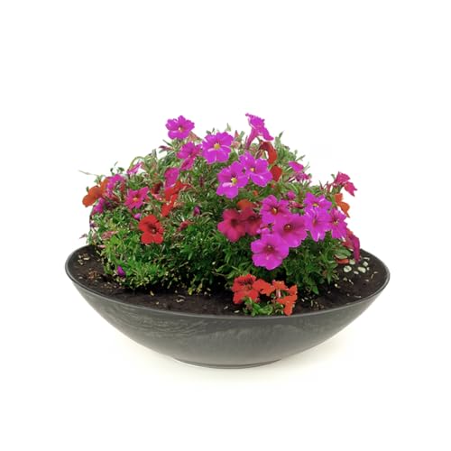 matches21 wetterfeste Pflanzschale für draussen - große Dekoschale in schwarz marmoriert als Blumenschale - Flache Garten Schale in 28 cm für Blumen, Bonsai oder Friedhof Grab-Schmuck von matches21 HOME & HOBBY