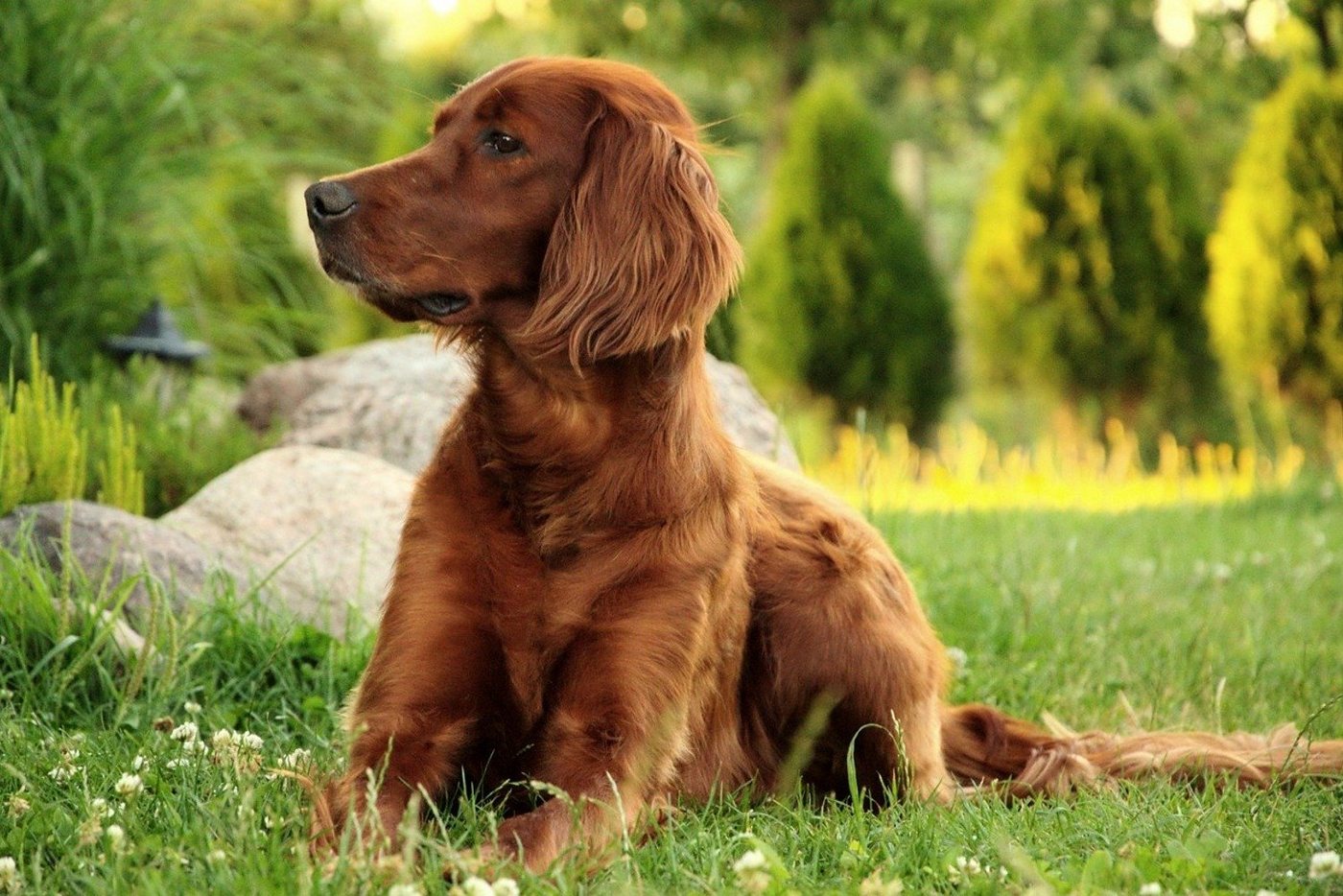 meberg Fototapete, Irish Setter, Fototapete Aufmerksamer Irish Setter Wandbild Vliestapete Motiv 200x300 cm Hund Tiere von meberg