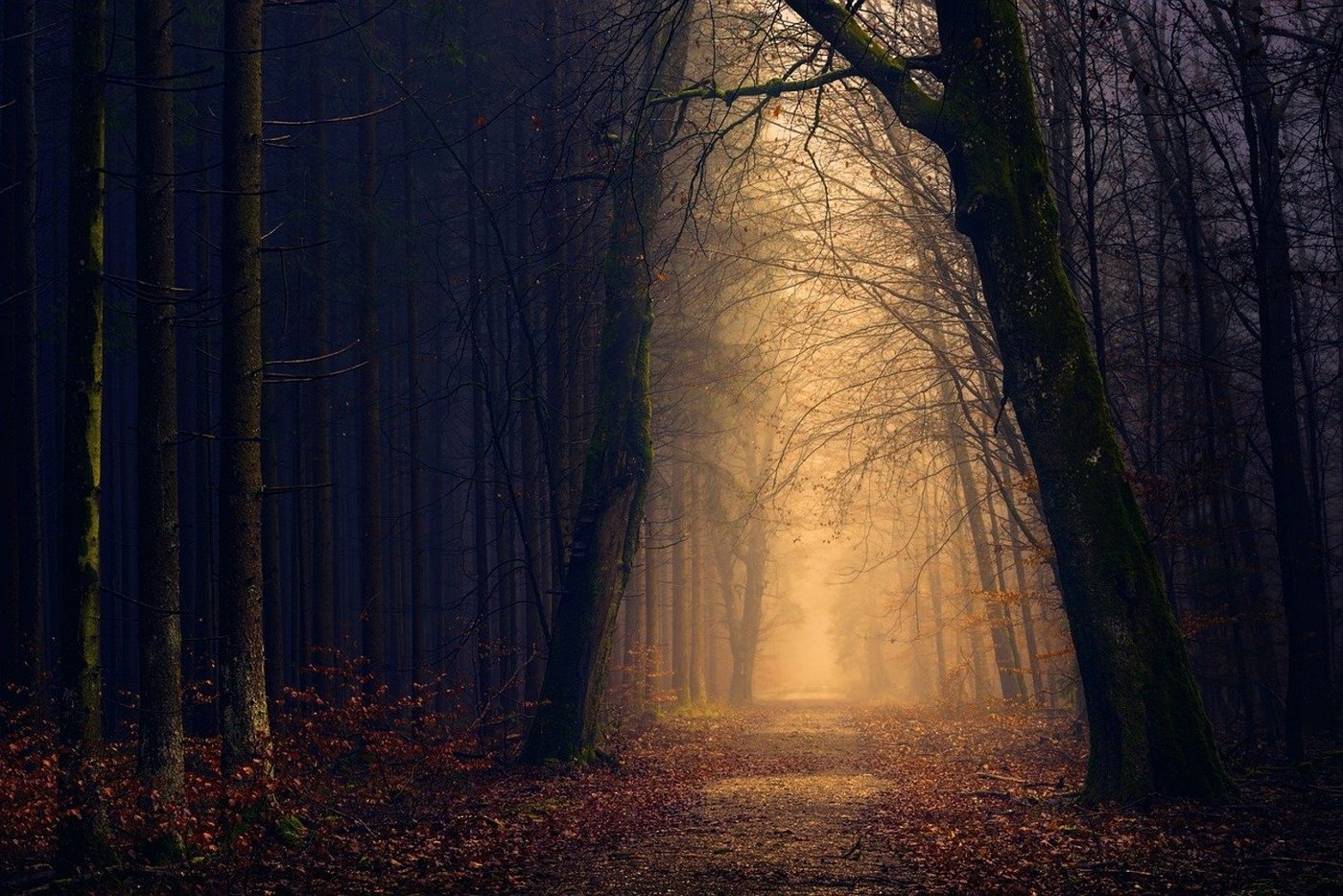 meberg Fototapete, Wald, Sonnenuntergang, Fototapete Abendstimmung im Wald Wandbild Vliestapete Motiv 200x300 cm von meberg